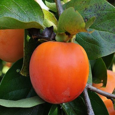 Diospyros kaki