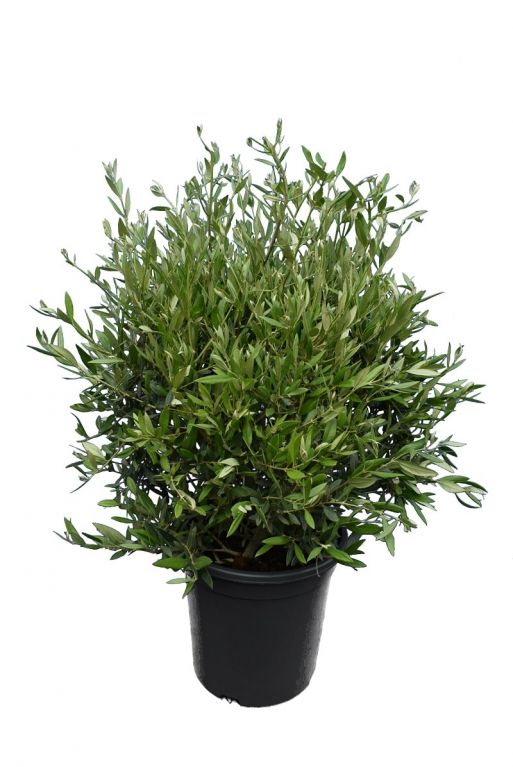 8333 - olea struik wildform-min