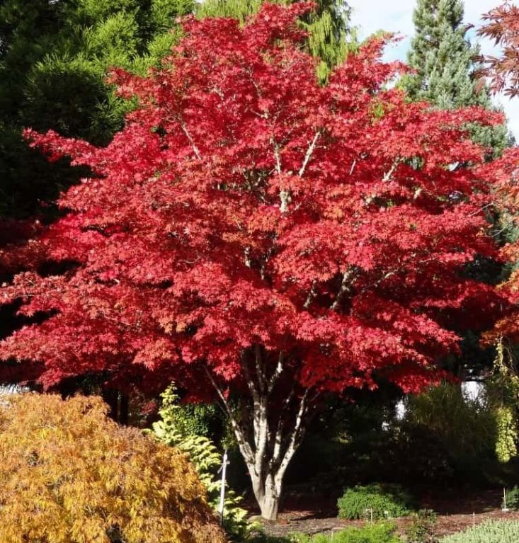 Acer atropurpureum 4 medium -min-min