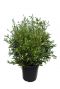 8333 - olea struik wildform-min
