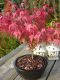 Acer atropurpureum 3 k-min