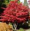 Acer atropurpureum 4 medium -min-min